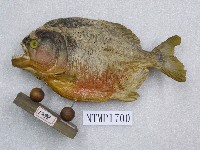 藏品(短蓋肥脂鯉)的圖片